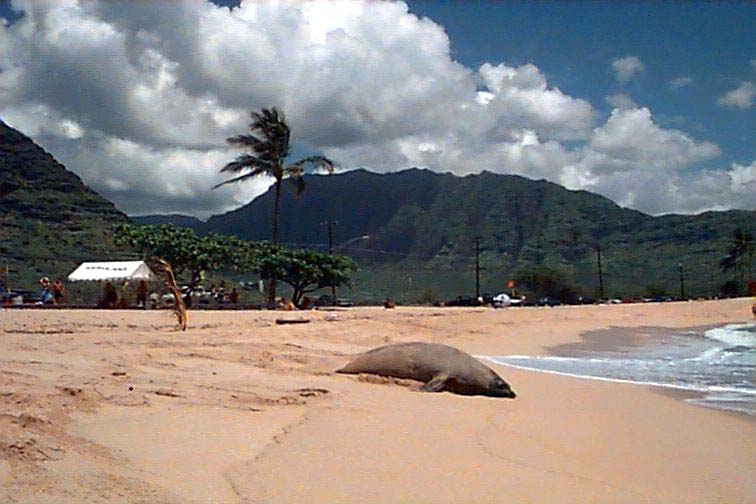 hawaiianmonkseal.jpg